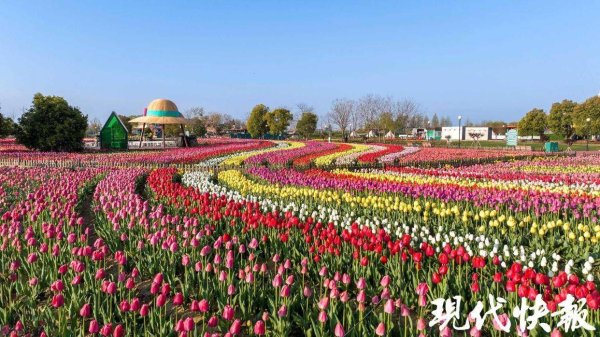 2025年全国重点媒体盐城行｜“顶流”出没！来盐城赏花看麋鹿